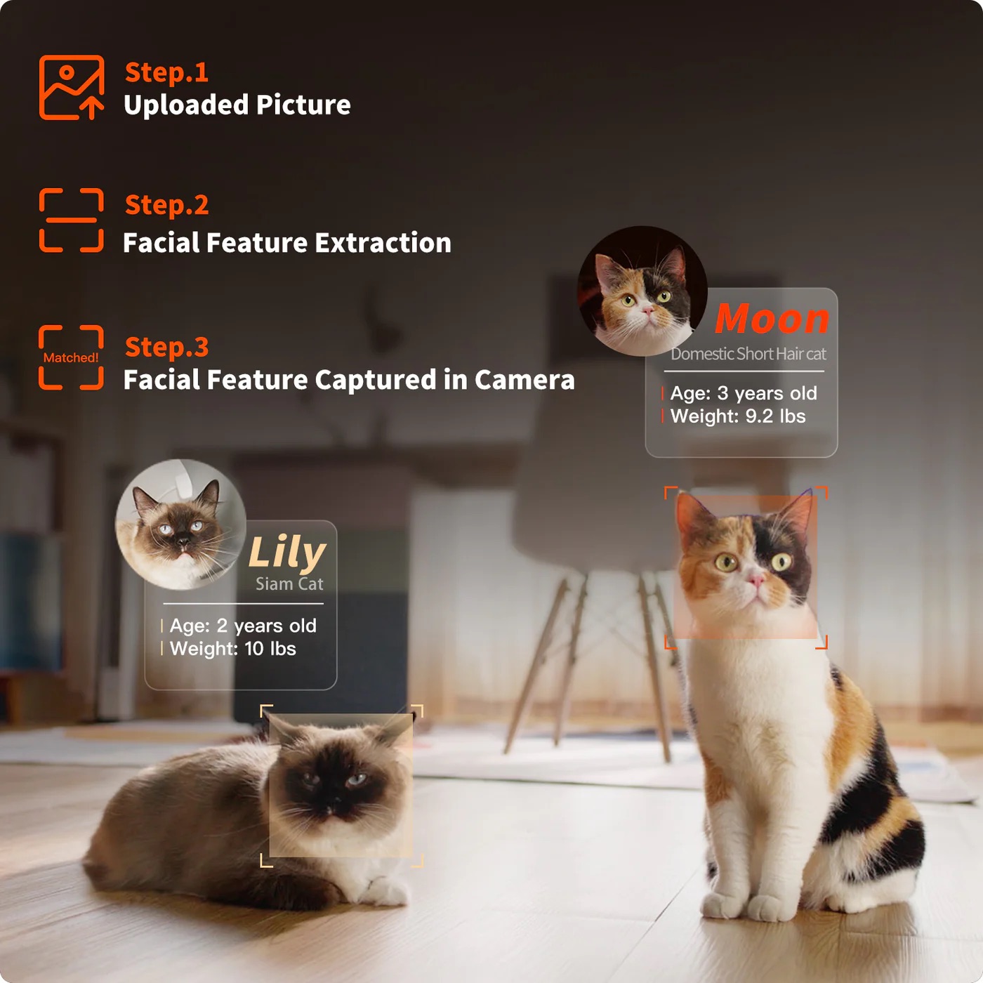 Reconhecimento Facial por IA para Múltiplos Gatos